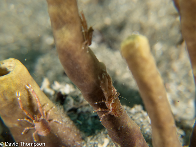 %_tempFileName2013_02_26-3-Made-Gila-45%