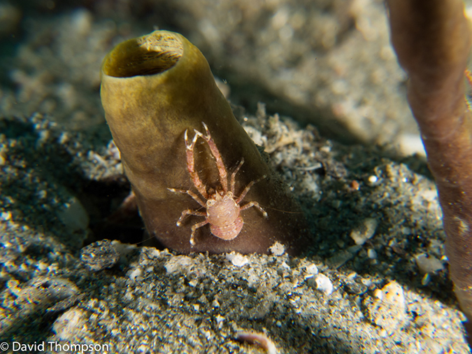 %_tempFileName2013_02_26-3-Made-Gila-46%