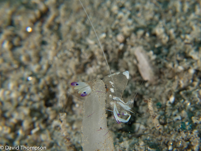 %_tempFileName2013_02_26-3-Made-Gila-5%