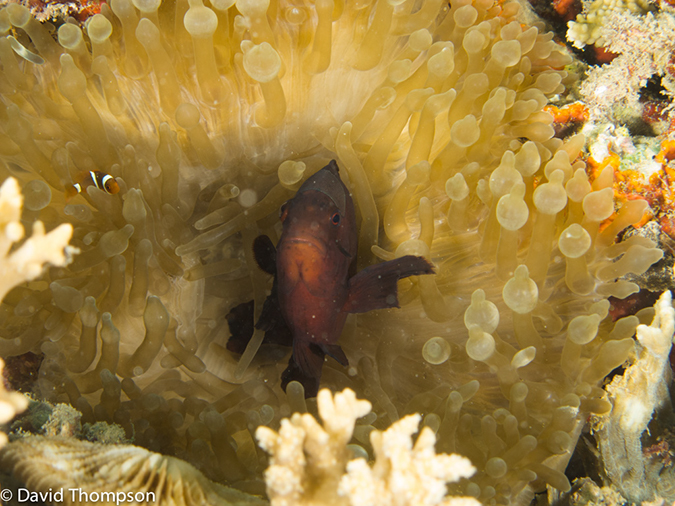 %_tempFileName2013_02_26-3-Made-Gila-60%