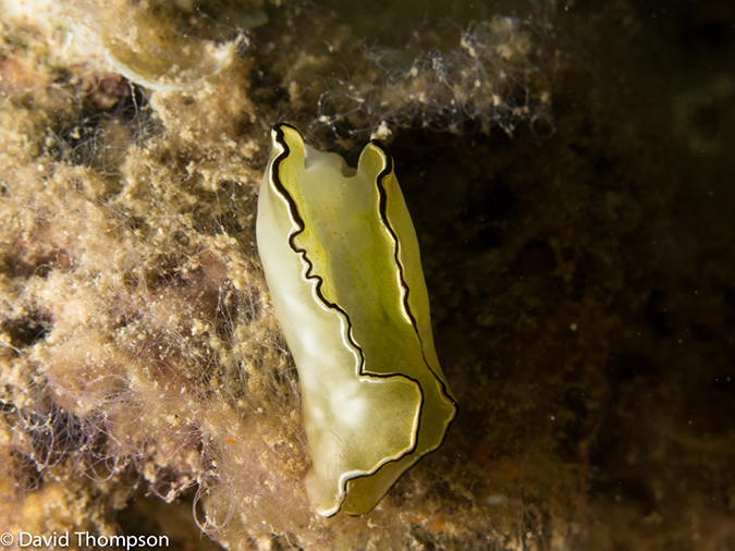 %_tempFileName2013_02_26-4-Made-Gila-28%