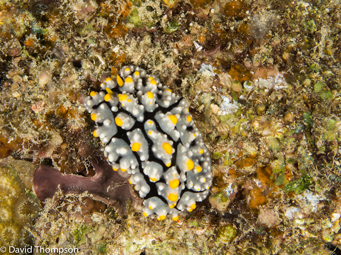 %_tempFileName2013_02_26-4-Made-Gila-44%