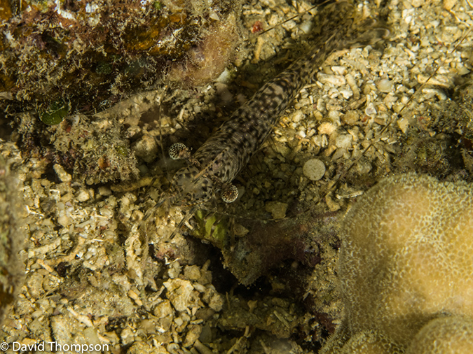 %_tempFileName2013_02_26-4-Made-Gila-47%