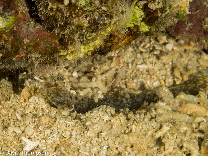 %_tempFileName2013_02_26-4-Made-Gila-50%