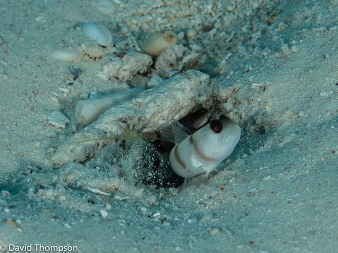 %_tempFileName2013_02_27-1-Wairundi_Island-48%