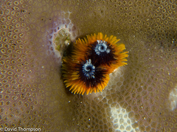 %_tempFileName2013_02_27-1-Wairundi_Island-66%