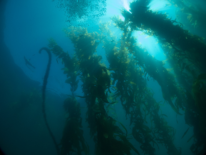 %_tempFileName2012-09-14_3_Santa_Barbara_Island_Sea_Lion_Rookery-29%