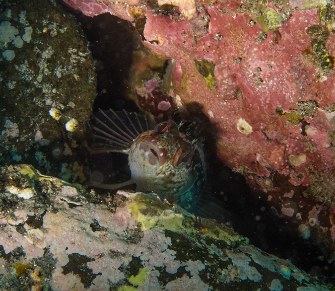 %_tempFileName2012-09-14_4_Santa_Barbara_Island_Sea_Lion_Rookery-34%