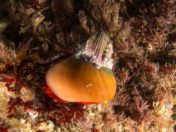 %_tempFileName2012-09-15_1_Anacapa_Island_Arch_Point-35%
