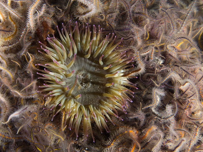 %_tempFileName2012-09-15_1_Anacapa_Island_Arch_Point-5%