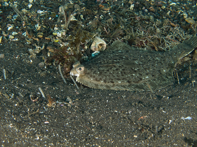 %_tempFileName2012-09-15_1_Anacapa_Island_Arch_Point-66%