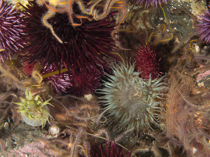 %_tempFileName2012-09-15_1_Anacapa_Island_Arch_Point-74%