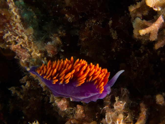 %_tempFileName2012-09-15_3_Santa_Cruz_Flame_Reef-20%