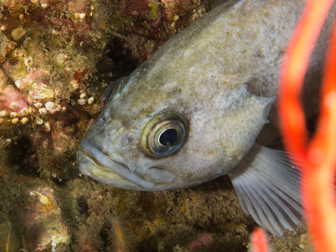 %_tempFileName2012-09-15_3_Santa_Cruz_Flame_Reef-3%