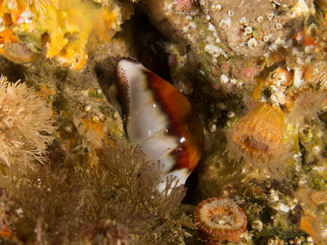 %_tempFileName2012-09-15_3_Santa_Cruz_Flame_Reef-47%
