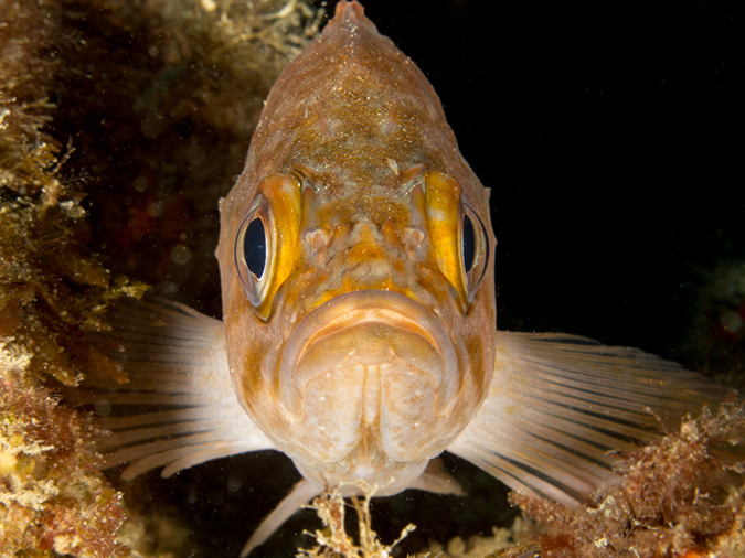 %_tempFileName2012-09-15_4_Santa_Cruz_Flame_Reef-13%