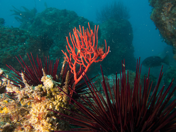 %_tempFileName2012-09-15_4_Santa_Cruz_Flame_Reef-33%