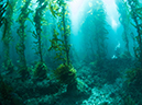 %_tempFileName2012-09-14_2_Santa_Barbara_Island_Cat_Canyon-19%