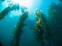 %_tempFileName2012-09-14_3_Santa_Barbara_Island_Sea_Lion_Rookery-18%