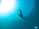 %_tempFileName2012-09-14_3_Santa_Barbara_Island_Sea_Lion_Rookery-26%