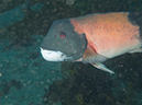 %_tempFileName2012-09-14_4_Santa_Barbara_Island_Sea_Lion_Rookery-20-Edit%