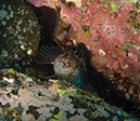 %_tempFileName2012-09-14_4_Santa_Barbara_Island_Sea_Lion_Rookery-34%