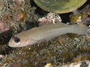 %_tempFileName2012-09-14_4_Santa_Barbara_Island_Sea_Lion_Rookery-38%