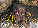 %_tempFileName2012-09-14_4_Santa_Barbara_Island_Sea_Lion_Rookery-60%