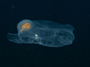 %_tempFileName2012-09-15_1_Anacapa_Island_Arch_Point-17%