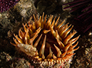 %_tempFileName2012-09-15_1_Anacapa_Island_Arch_Point-26%