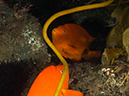 %_tempFileName2012-09-15_1_Anacapa_Island_Arch_Point-49%