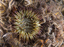 %_tempFileName2012-09-15_1_Anacapa_Island_Arch_Point-5%
