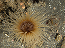 %_tempFileName2012-09-15_1_Anacapa_Island_Arch_Point-53%