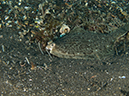 %_tempFileName2012-09-15_1_Anacapa_Island_Arch_Point-66%