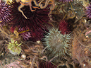 %_tempFileName2012-09-15_1_Anacapa_Island_Arch_Point-74%