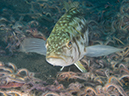 %_tempFileName2012-09-15_1_Anacapa_Island_Arch_Point-78%
