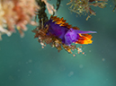 %_tempFileName2012-09-15_3_Santa_Cruz_Flame_Reef-36%