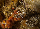 %_tempFileName2012-09-15_3_Santa_Cruz_Flame_Reef-43%