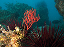 %_tempFileName2012-09-15_4_Santa_Cruz_Flame_Reef-33%