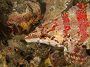 %_tempFileName2012-09-15_4_Santa_Cruz_Flame_Reef-4%