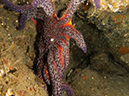 %_tempFileName2012-09-15_4_Santa_Cruz_Flame_Reef-48%