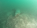 %_tempFileName2013-09-13_1_Santa_Barbara_Island_Sea_Lion_Rookery_Peace_Boat-21%