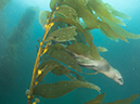 %_tempFileName2013-09-13_2_Santa_Barbara_Island_Sea_Lion_Rookery_Peace_Boat-40%