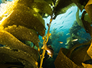 %_tempFileName2013-09-13_2_Santa_Barbara_Island_Sea_Lion_Rookery_Peace_Boat-48%