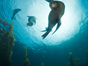 %_tempFileName2013-09-13_2_Santa_Barbara_Island_Sea_Lion_Rookery_Peace_Boat-55%