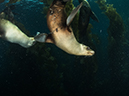 %_tempFileName2013-09-13_2_Santa_Barbara_Island_Sea_Lion_Rookery_Peace_Boat-56%