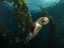 %_tempFileName2013-09-13_2_Santa_Barbara_Island_Sea_Lion_Rookery_Peace_Boat-57%