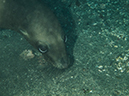 %_tempFileName2013-09-14_1_Anacapa_Island_Landing_Cove_Peace_Boat-23%