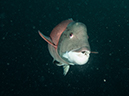 %_tempFileName2013-09-14_2_Anacapa_Island_Landing_Cove_Peace_Boat-6%