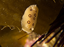 %_tempFileName2013-09-14_3_Anacapa_Island_Winfield_Scott_Peace_Boat-42%